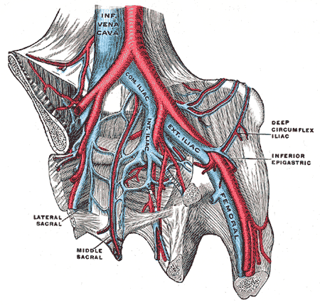 Anatomy diagram of the iliac veins relevant to May Thurner syndrome